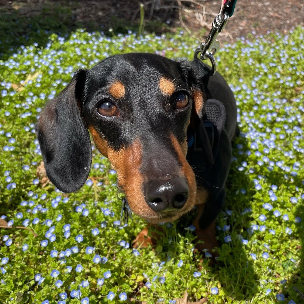 Meet your Posher, Meghan apple